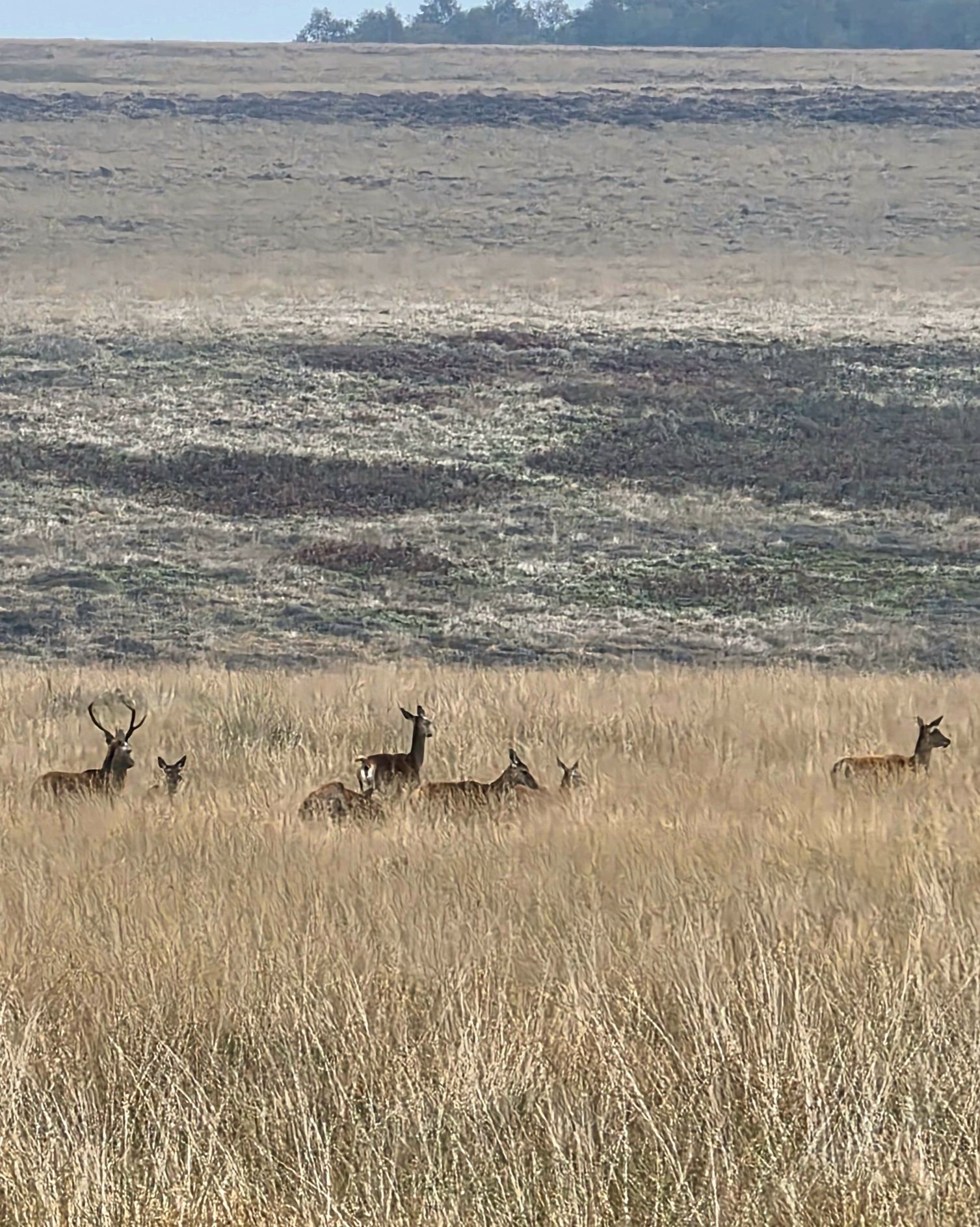 Deer on Big Moor
